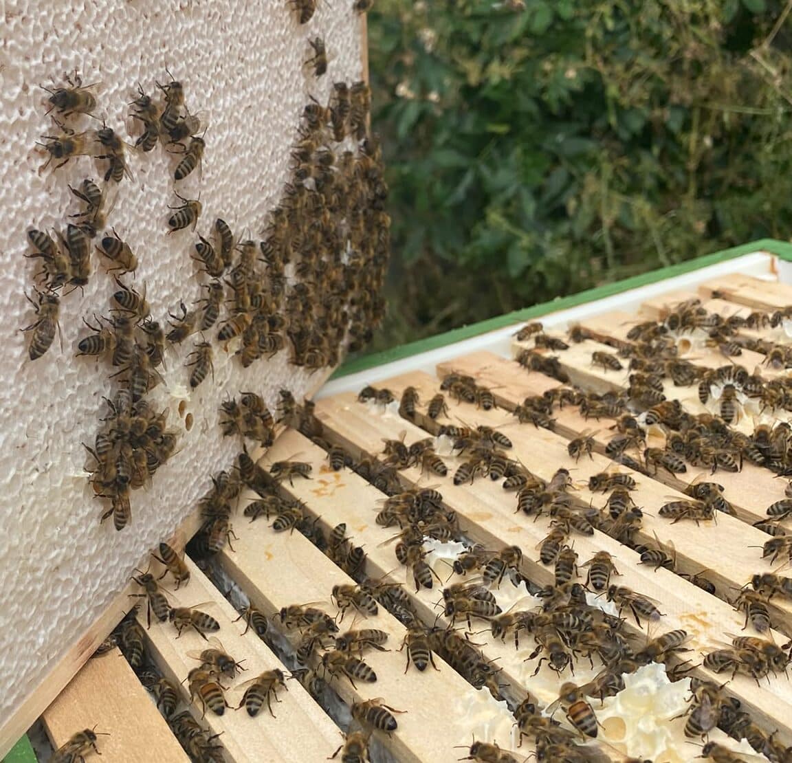 Bienen der Imkerei Origer in Schöneseiffen